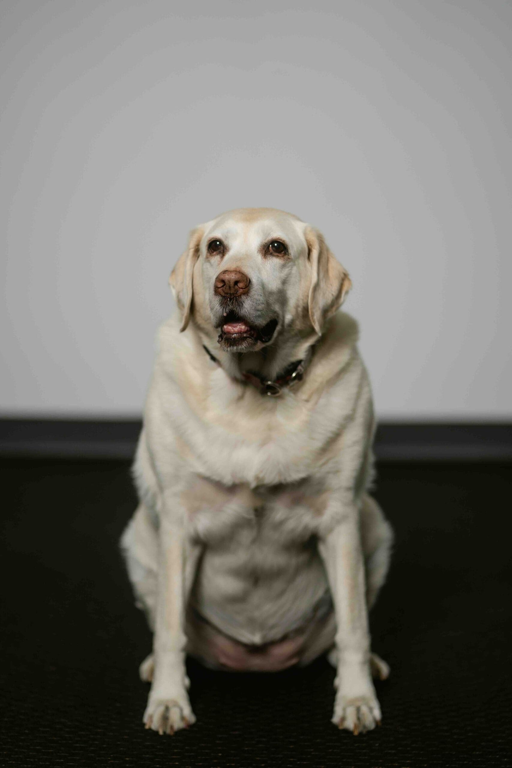 The most popular member of our student support team